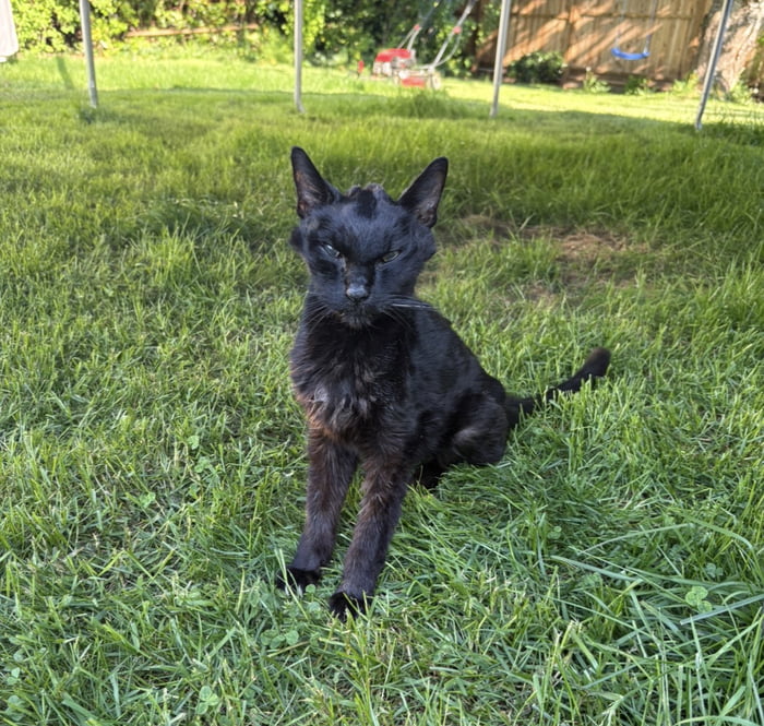 Old Man Tokes is really starting to feel his age (17). He seems to be on his last legs. Please Wish him safe travels to wherever hes going.