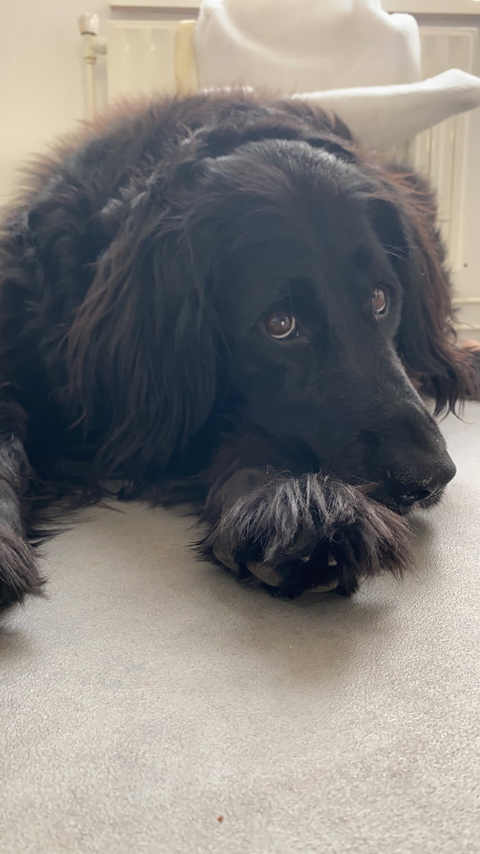 My bestest girl walked across the rainbow bridge today. I’m devastated.