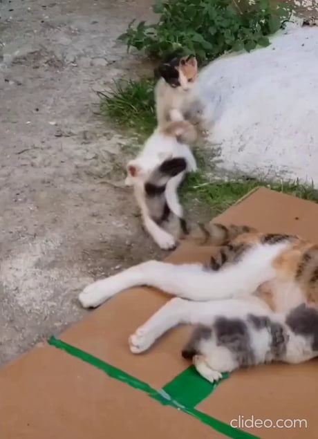 Mom and her kittens relaxing and playing.