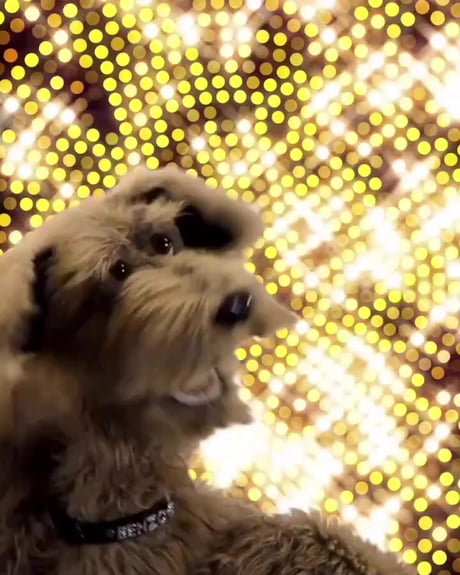 He means it! Now, do as you’re told