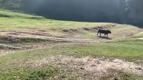 Cyclists, man, they annoy everyone... Bull: MOOOve!