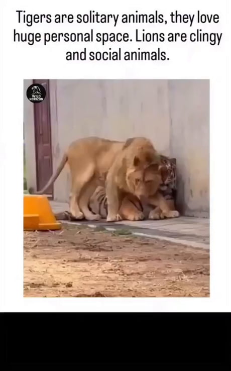 Adopting an Introvert