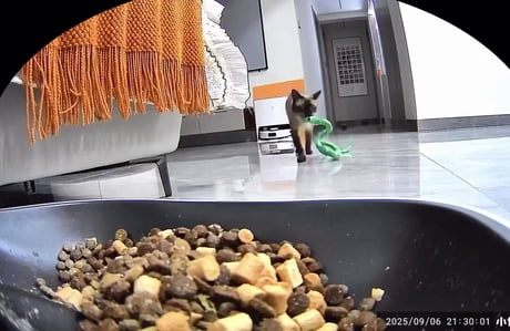 Cat feeding its toy snake.