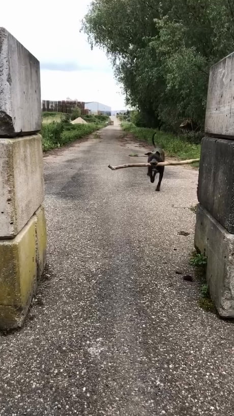 It’s the season of the STICKS