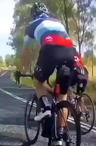 Kangaroo Crossing