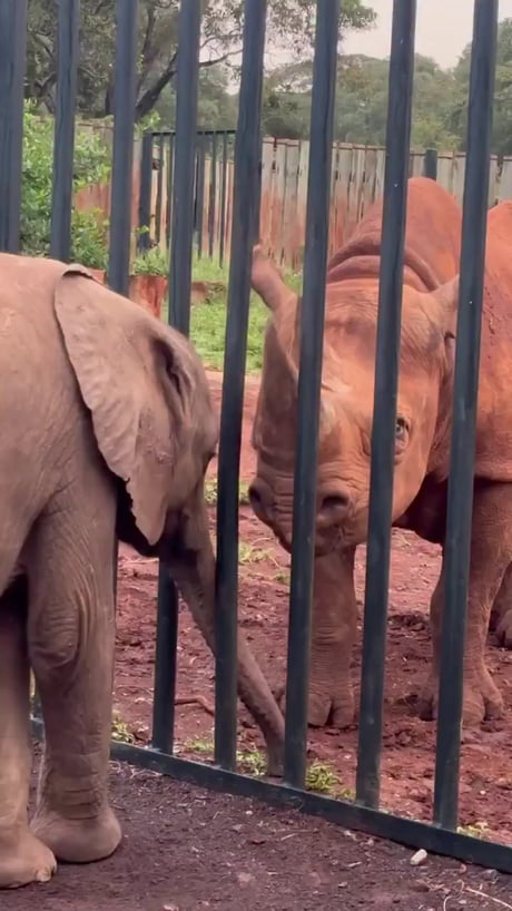 Blind black rhino waits by the gate every morning for its friends to come say hi