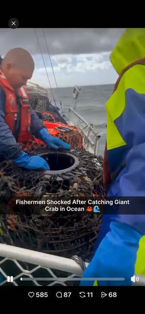Look at the size of this absolute unit of a crab