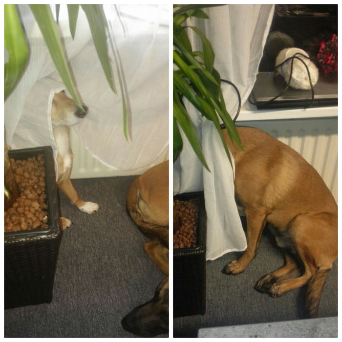 Hiding, lvl: scared dogs