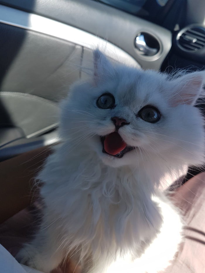 Never seen a kitten this happy to be adopted