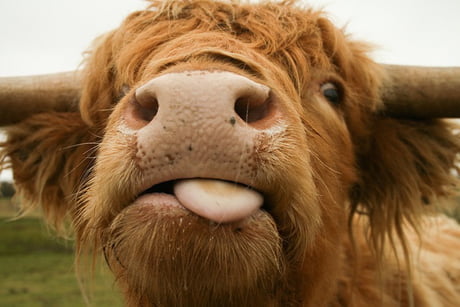 Met Some Very Friendly Highland Cattle While Hiking On The Isle Of Skye This Particular One Was A Little Special 9gag