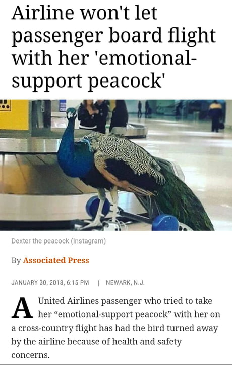 Emotional support peacock vs United Airlines - 9GAG