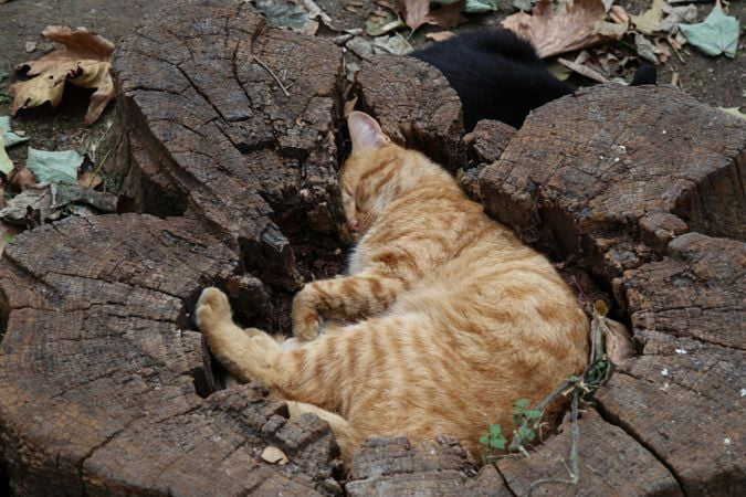 The purrfect fit