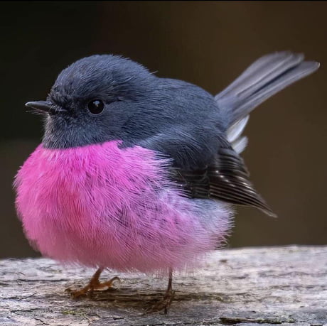 A wee pink robin - 9GAG