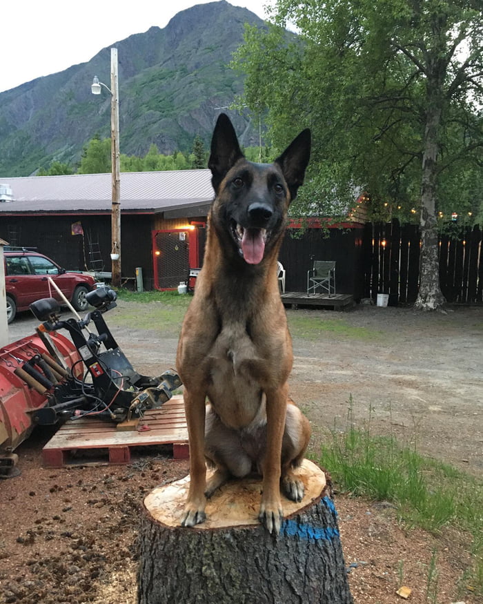 Hero Dog Eva Who Saved Owner From Mountain Lion Dies A Month After