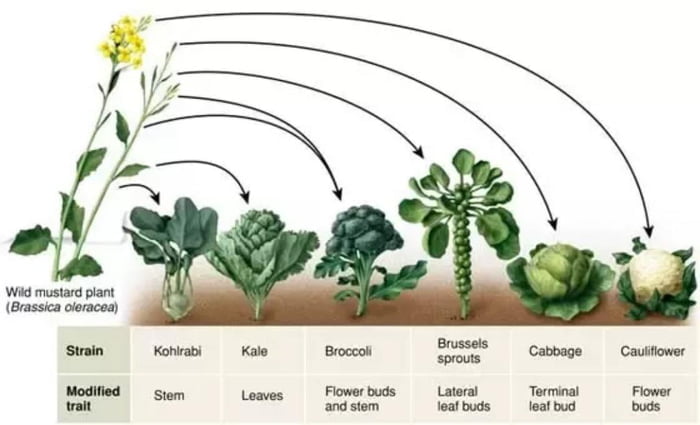 many-plants-today-orginate-from-the-wild-mustard-plant-and-were-created