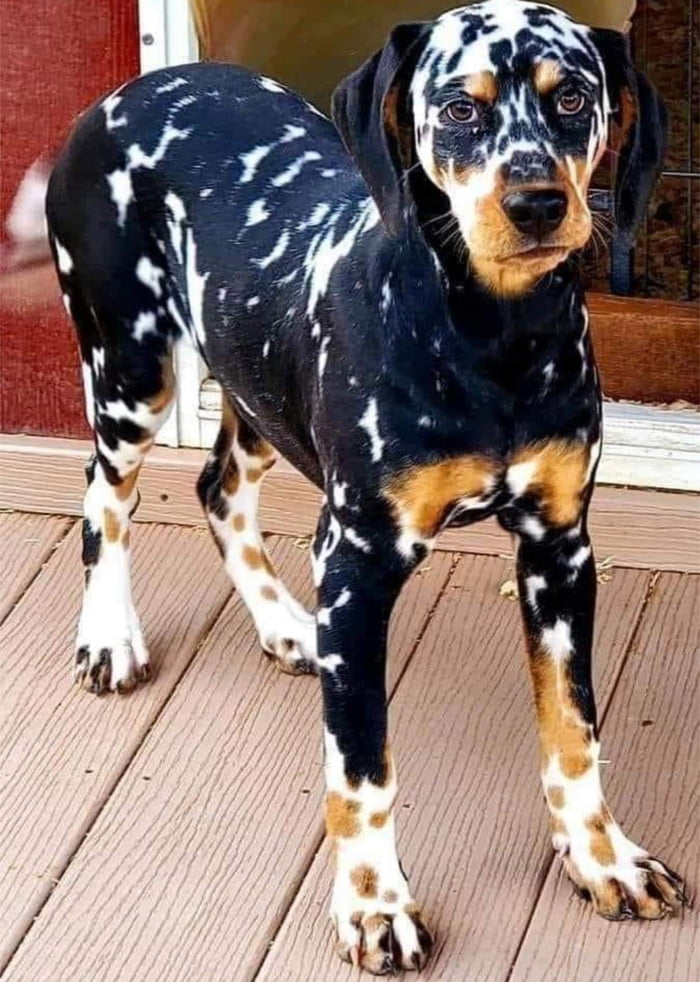 Beautiful Tri-colored Dalmatian - 9GAG