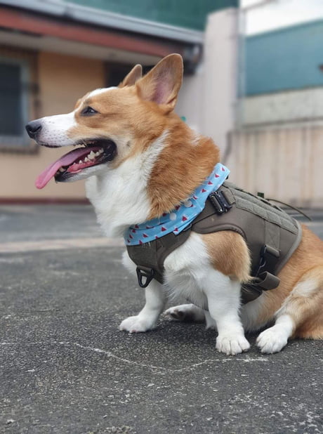 Tactical corgi hot sale