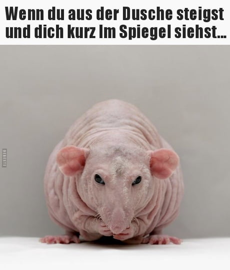 Best 30 Naked Mole Rat Fun On 9gag