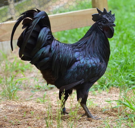 Bbc Black Cock
