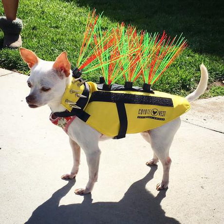 small dog body armor