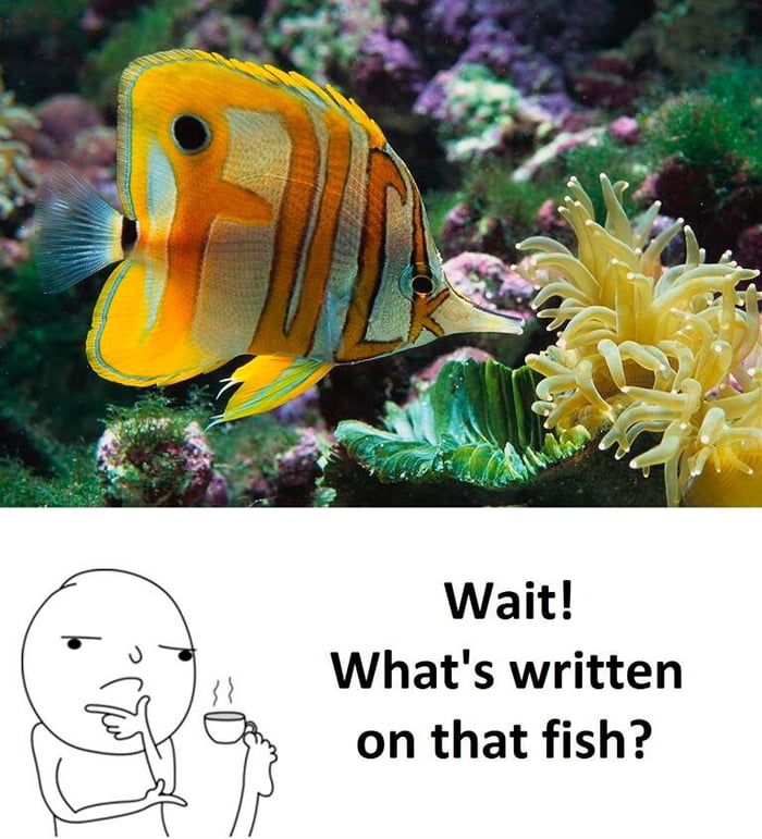 I like fish. Fish meme. Funny Fish meme. Im Fish meme. Mr Fish meme.