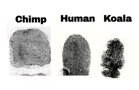 A Chimp Human And Koala Fingerprints Compared Against Each Other They Re Almost Indistinguishable From Each Other But No Chimps Or Koalas Have Framed A Human Yet 9gag