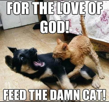 cat eating dog