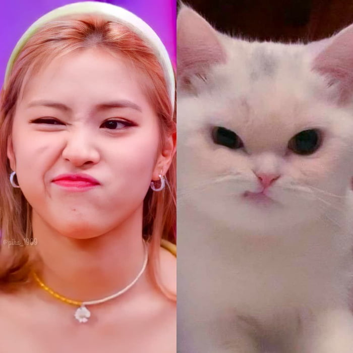 Photo : Ryujin Cute as a Kitten