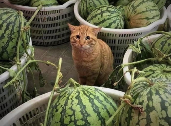 Melon salesman. Nobody is buying his melons... 9GAG