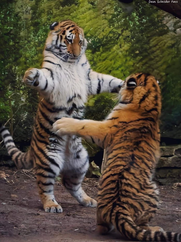 Who would hug a tiger? - 9GAG