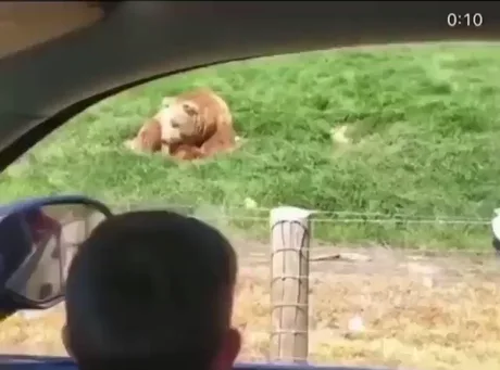 Bear with me! - 9GAG