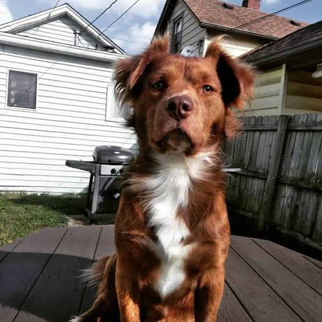 Pitbull and hot sale golden retriever mix