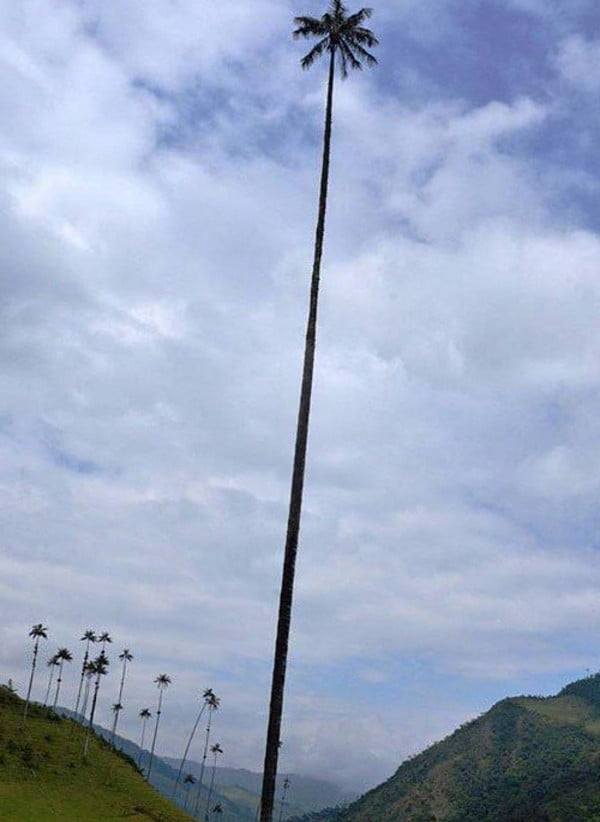 the-tallest-palm-tree-in-the-world-in-colombia-s-cocora-valley-9gag