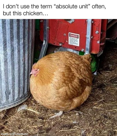 Who dosen't like chickens and why? Who does and why? - 9GAG