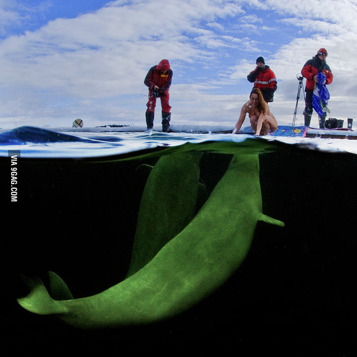 Russian Scientist Natalia Avseenko Preparing To Swim Naked With Beluga Whales 9gag