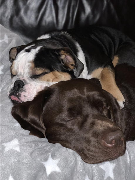 two dogs cuddling