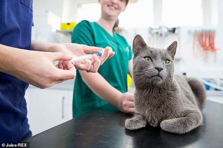 Scientists Have Developed A Vaccine That Could Stop Allergy To Cats 9gag