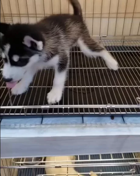 how much do husky puppies eat