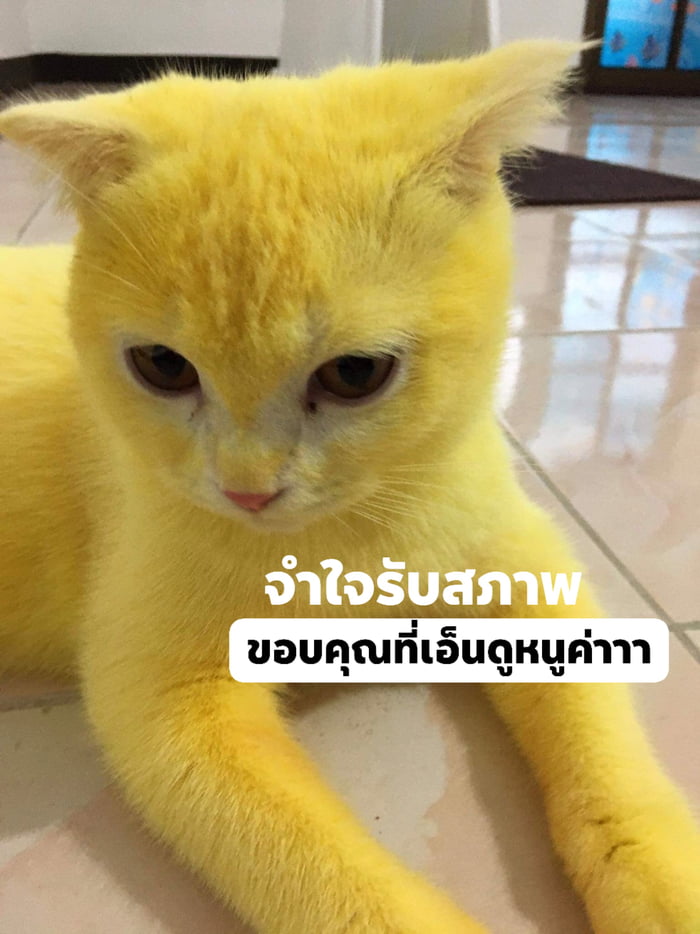 Cat Turns Yellow After Receiving Turmeric Remedy For Its Fungal