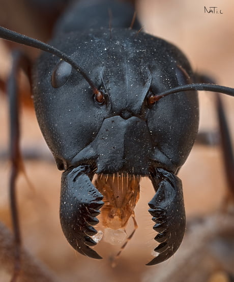 This Is How Ant S Face Looks Like On A Macro Scale 9gag