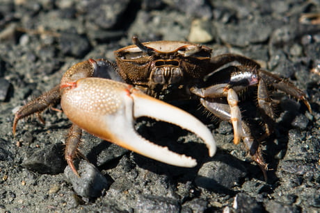 Best 30 Fiddler Crab Fun On 9