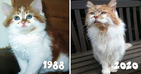 4 days ago this cat turned 32, making it the oldest cat in the world