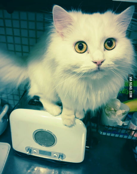 putting bread on cats