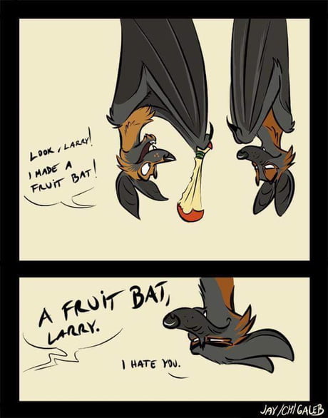 cute bat memes