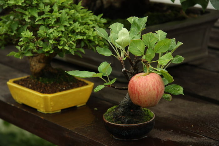 This apple bonsai tree growing a full sized apple.