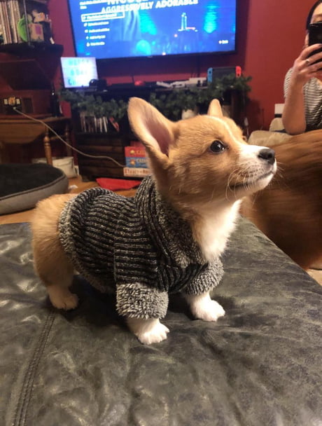 corgi in a sweater