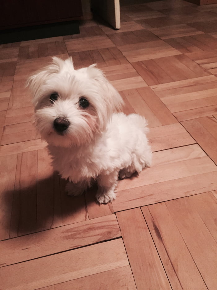 Fluffy doggo 🐶