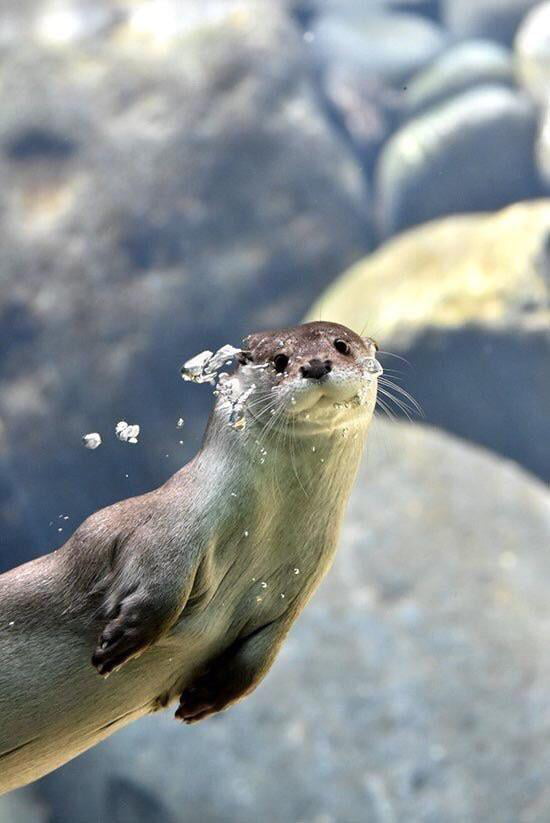 Henlo Hooman.
