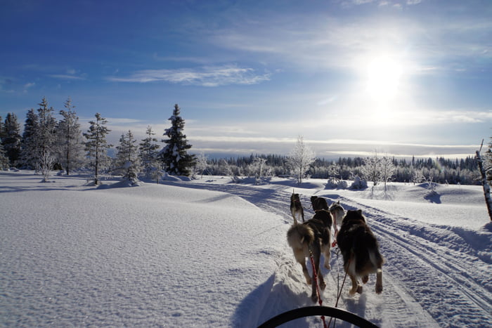 Huskos do a hecking pull.