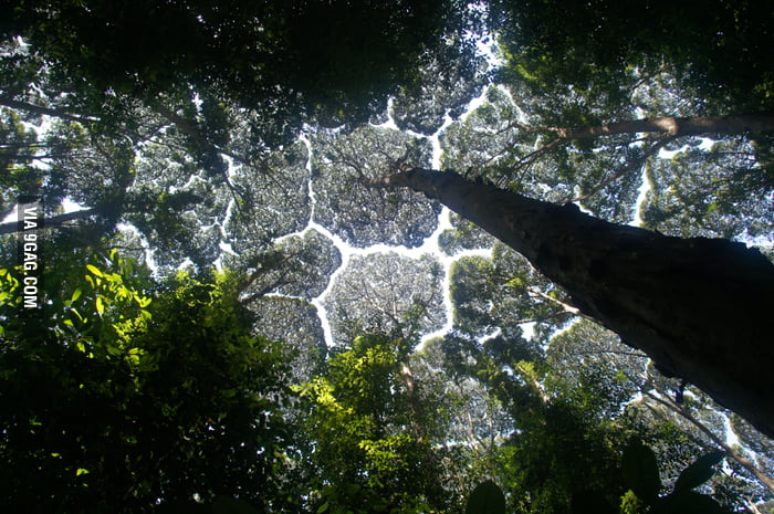 The Canopies Of These Trees Dont Ever Touch Each Other Its A Natural Phenomenon Called Crown 9674